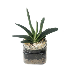 Gasteria Mason Jar