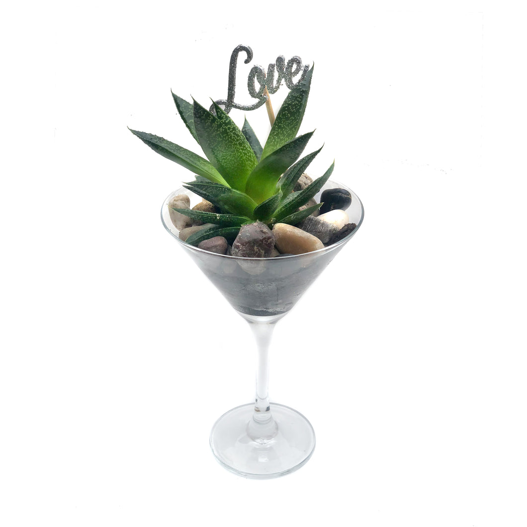 Haworthia Martini