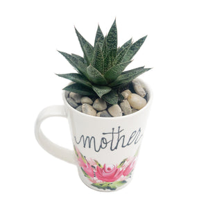 Mother's Haworthia