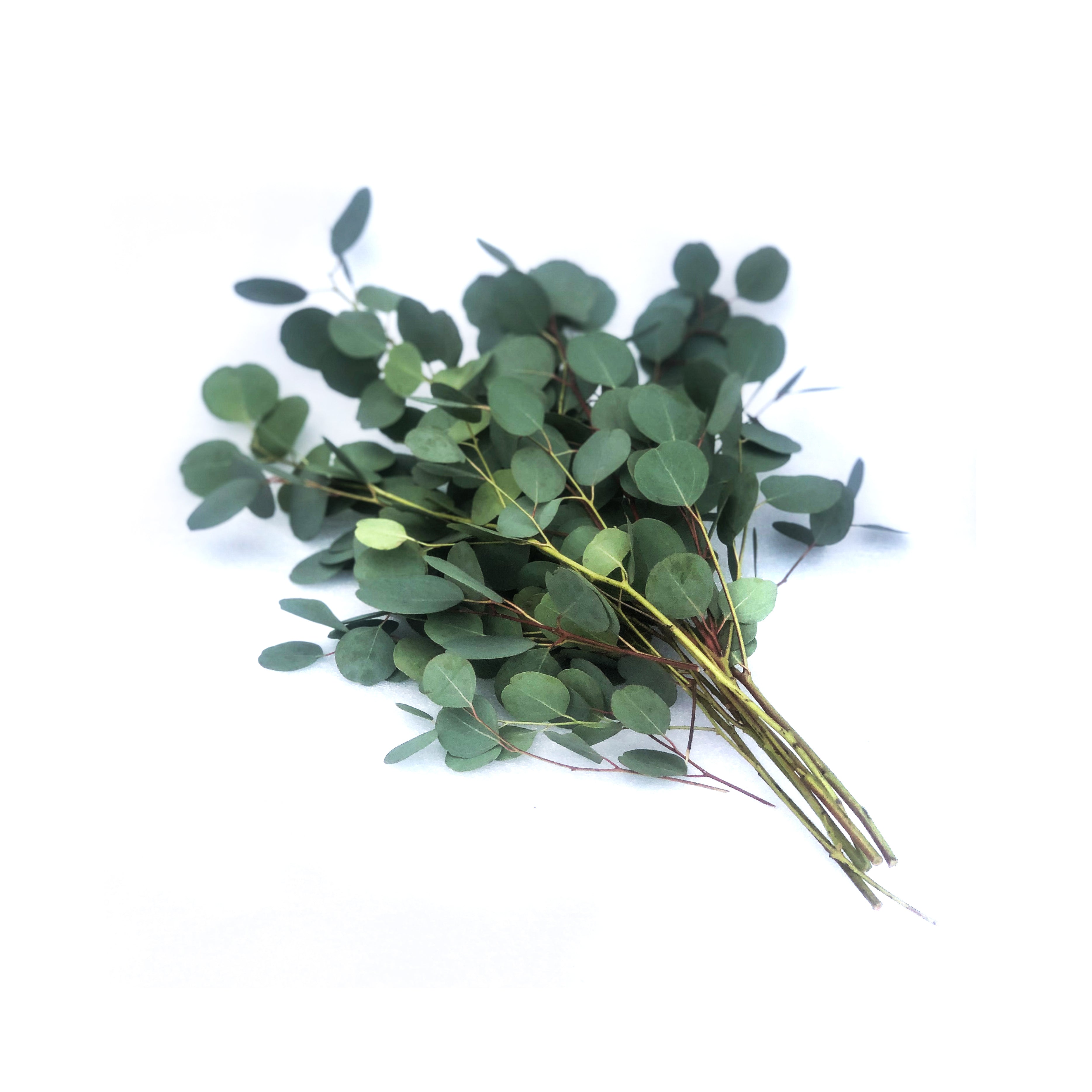 Just Eucalyptus